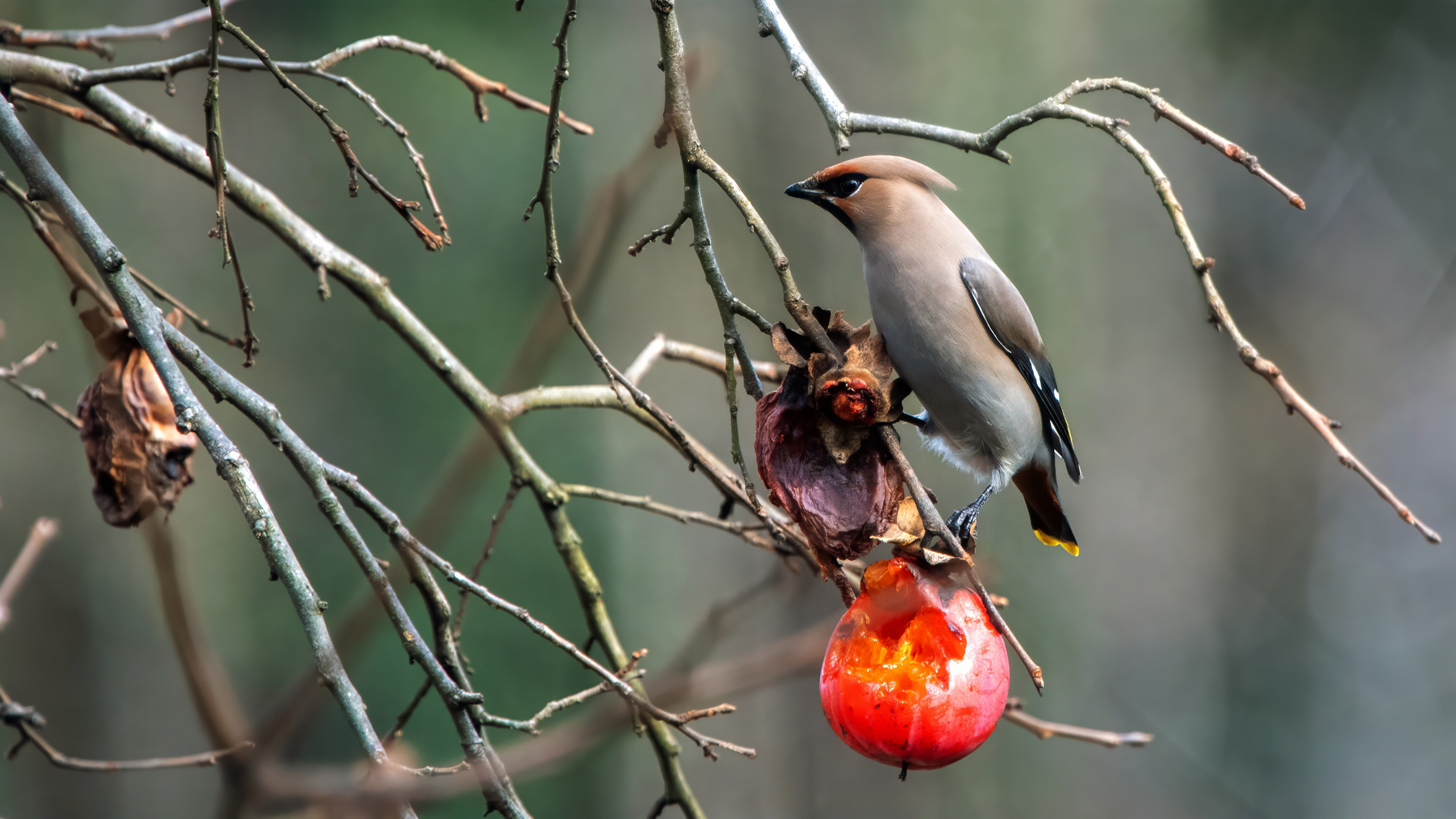 Bohemian Waxwing